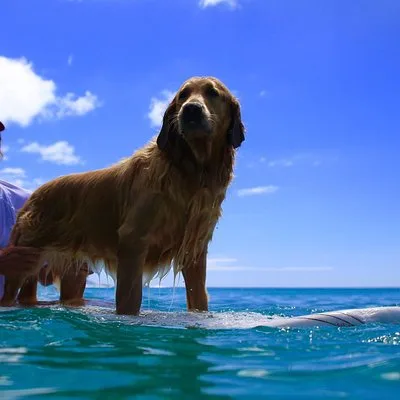 North Shore Surf