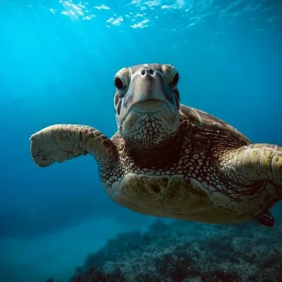 Waikiki small group turtle snorkeling & sailing